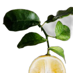 Image of Bergamot Leaf note